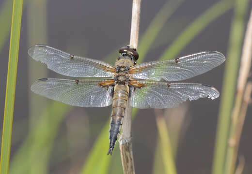 Image of Four-spotted Chaser