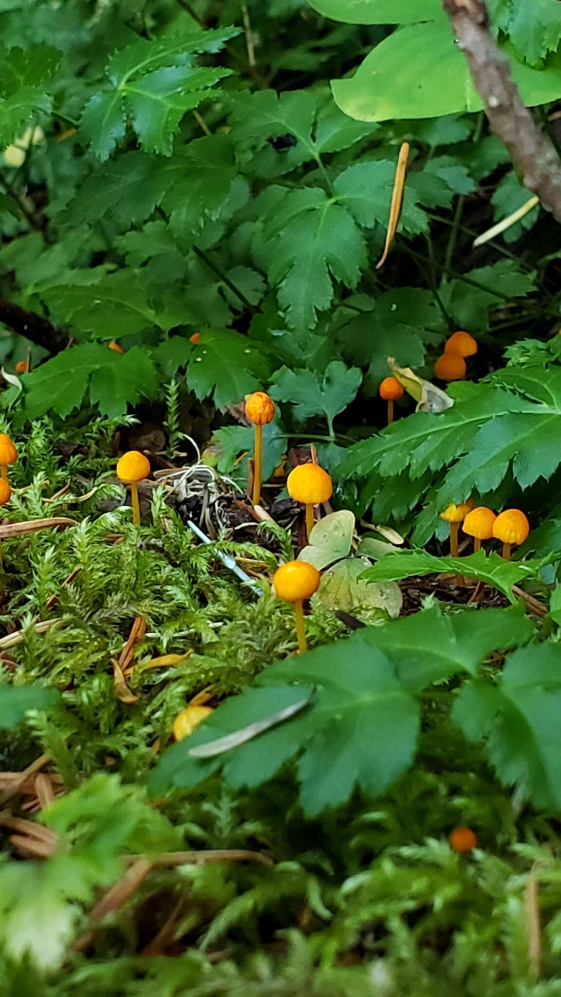 Image of Mycena strobilinoidea Peck 1893