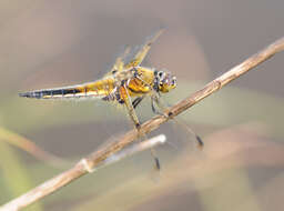 Image of Four-spotted Chaser