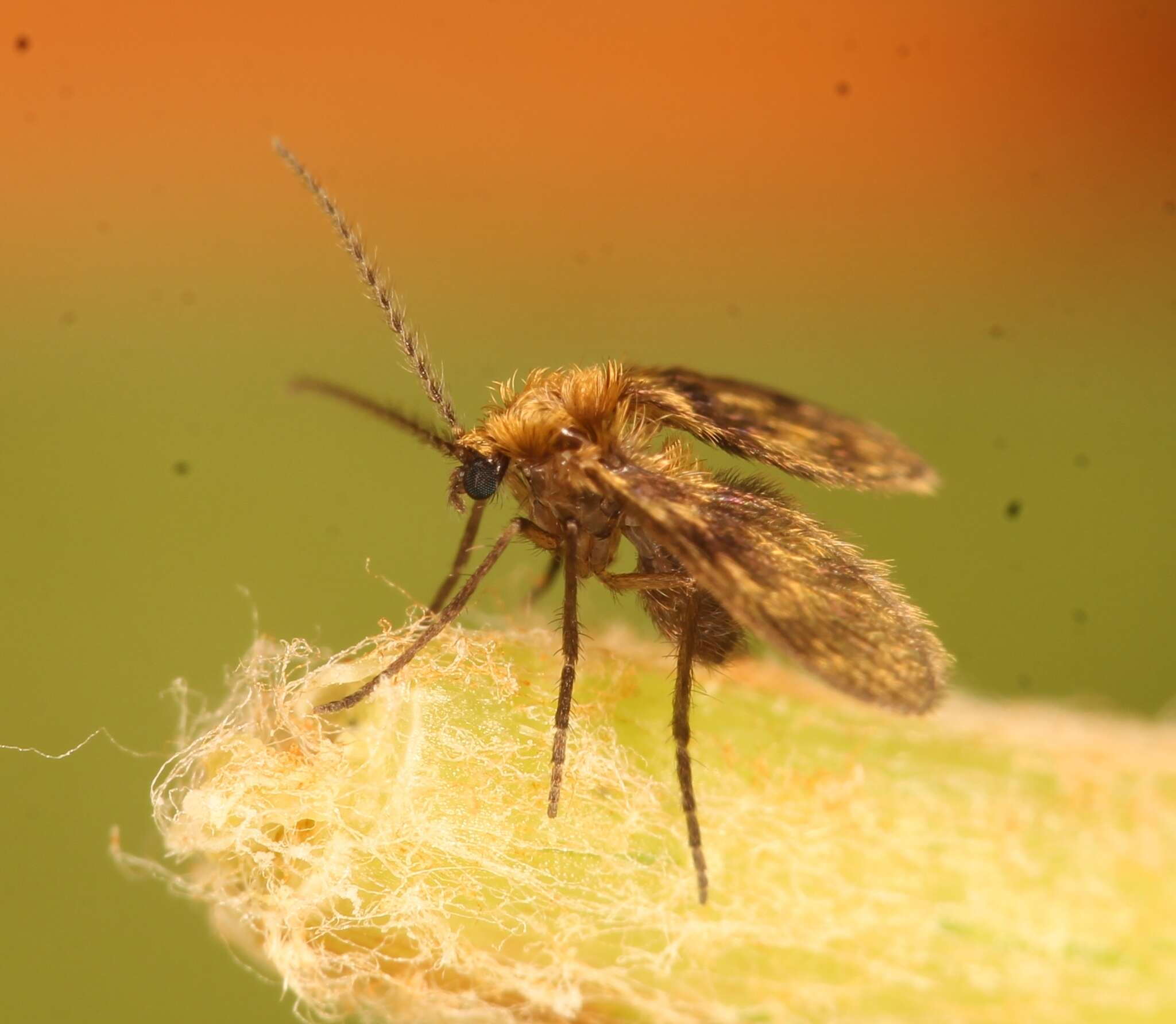 Image of Trichomyia urbica Haliday 1839