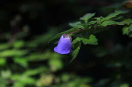 Image of Jovellana violacea (Cav.) G. Don