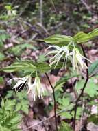 Prosartes maculata (Buckley) A. Gray的圖片