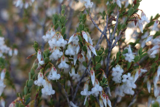 Image of Leucopogon woodsii F. Muell.