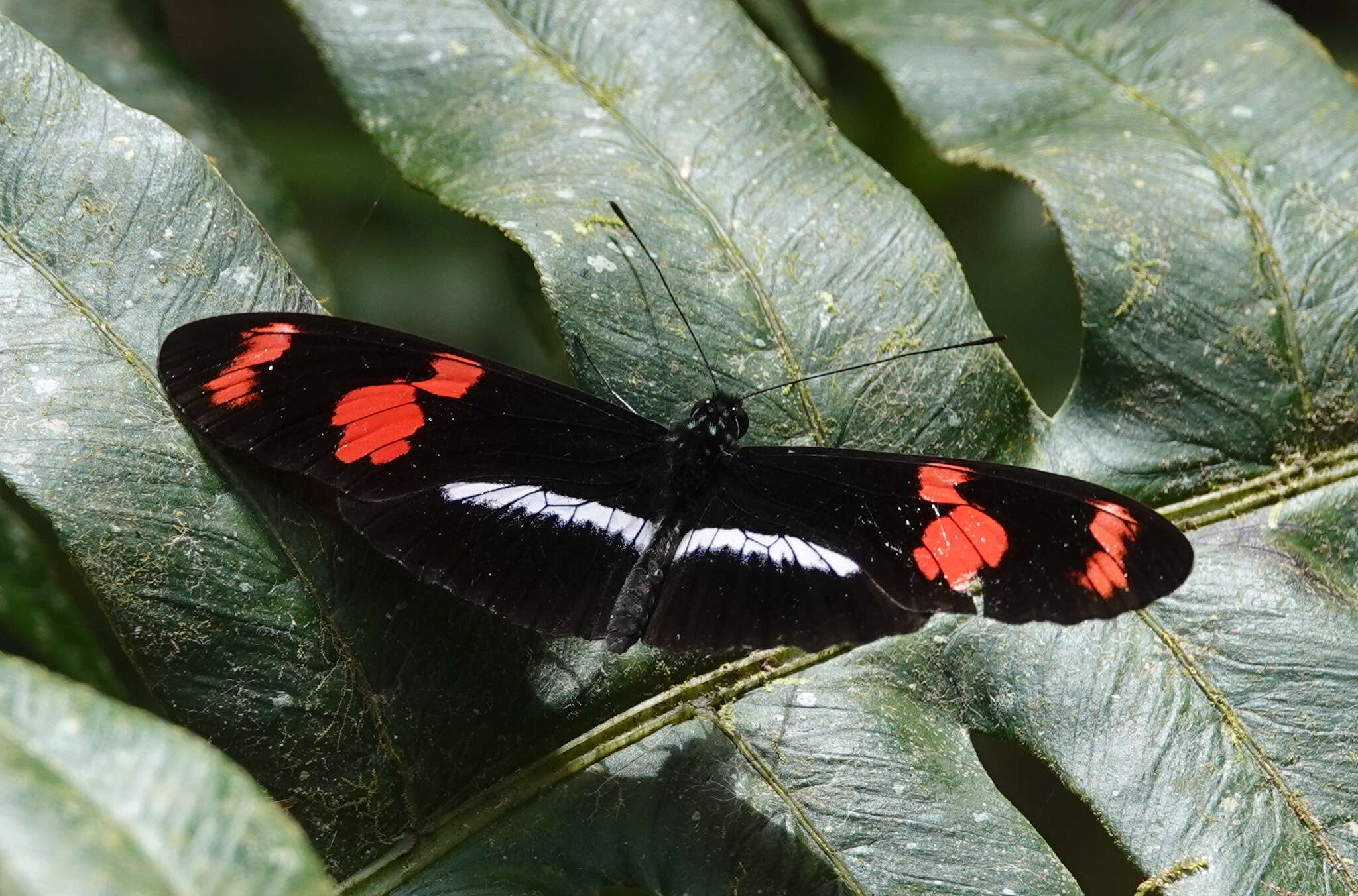 Image de Heliconius telesiphe Doubleday (1847)