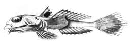 Image of Indian deepwater dragonet
