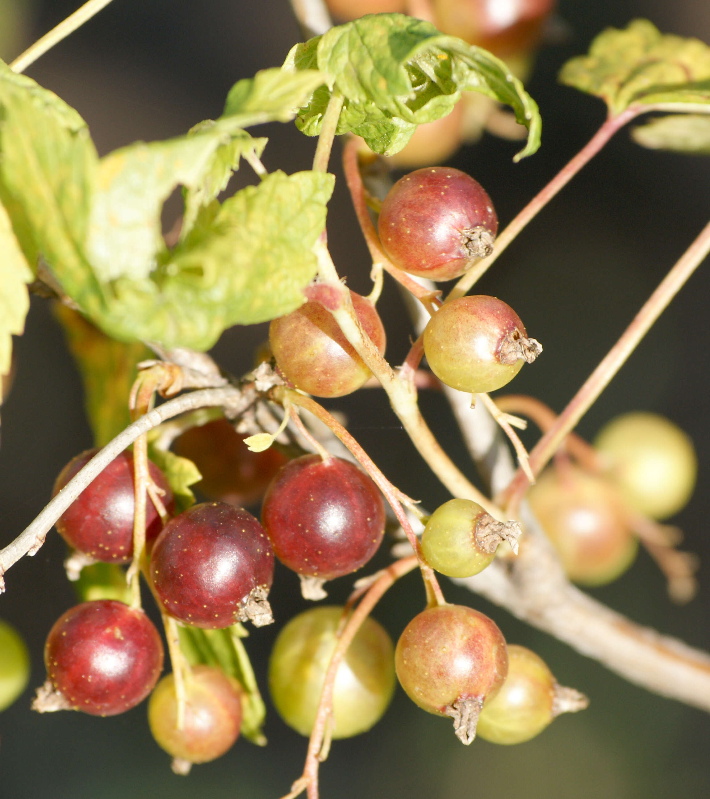 Image of Black Currant