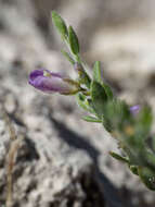 Image of glandleaf milkwort