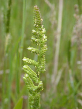 Image of American sloughgrass
