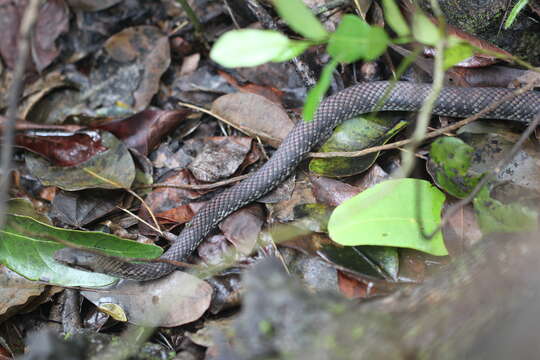 Image of Cubophis caymanus (Garman 1887)