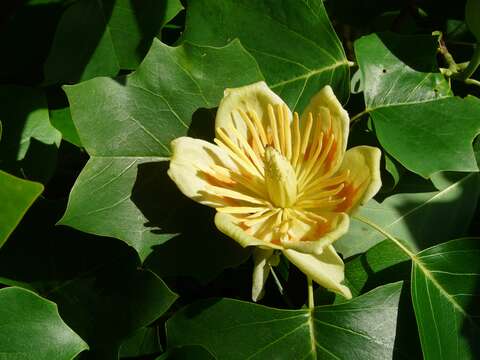 Image of Tulip tree