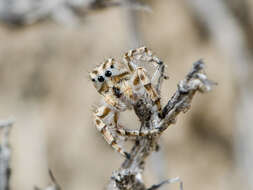 Image of Pseudomogrus guseinovi (Logunov & Marusik 2003)