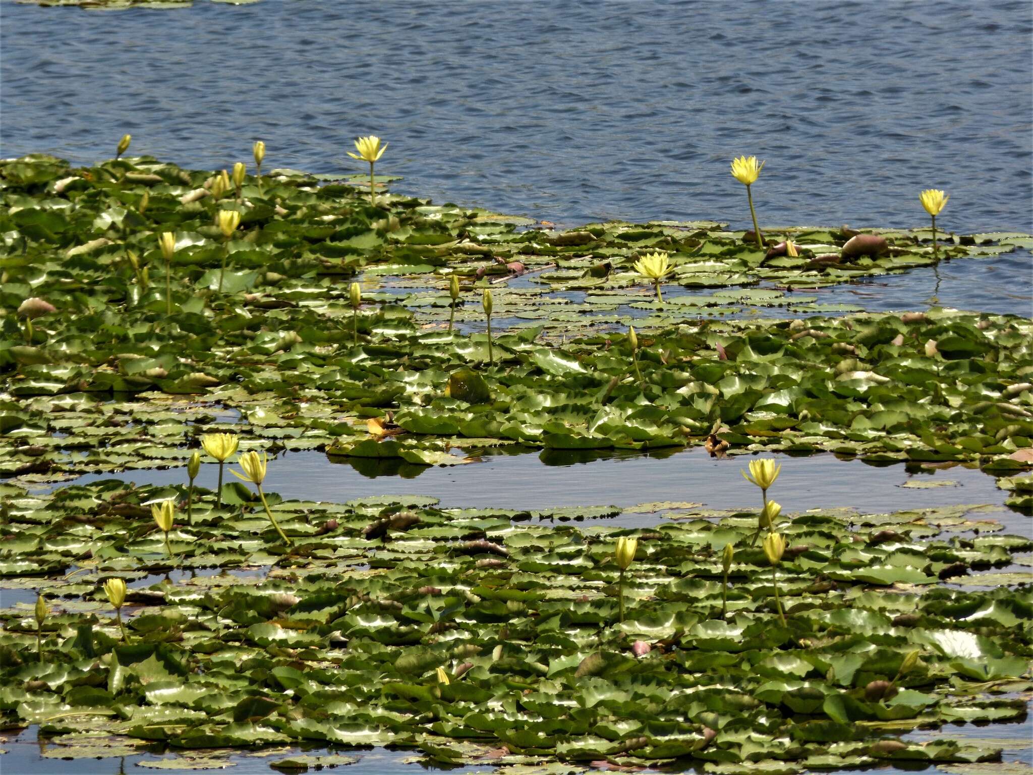 Image of yellow waterlily