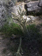 Image of Gander's buckhorn cholla