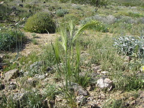 Image de Stipellula capensis (Thunb.) Röser & Hamasha