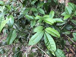 Image of Camellia furfuracea (Merr.) Cohen-Stuart