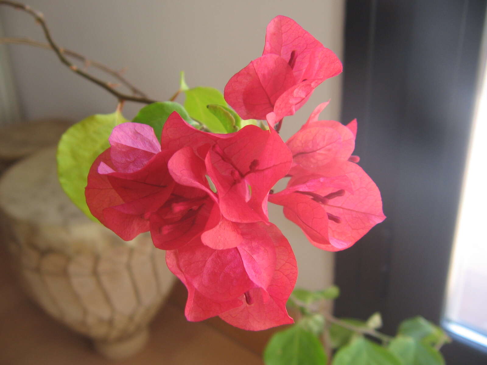 Слика од Bougainvillea glabra Choisy