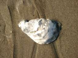 Image of Oyster