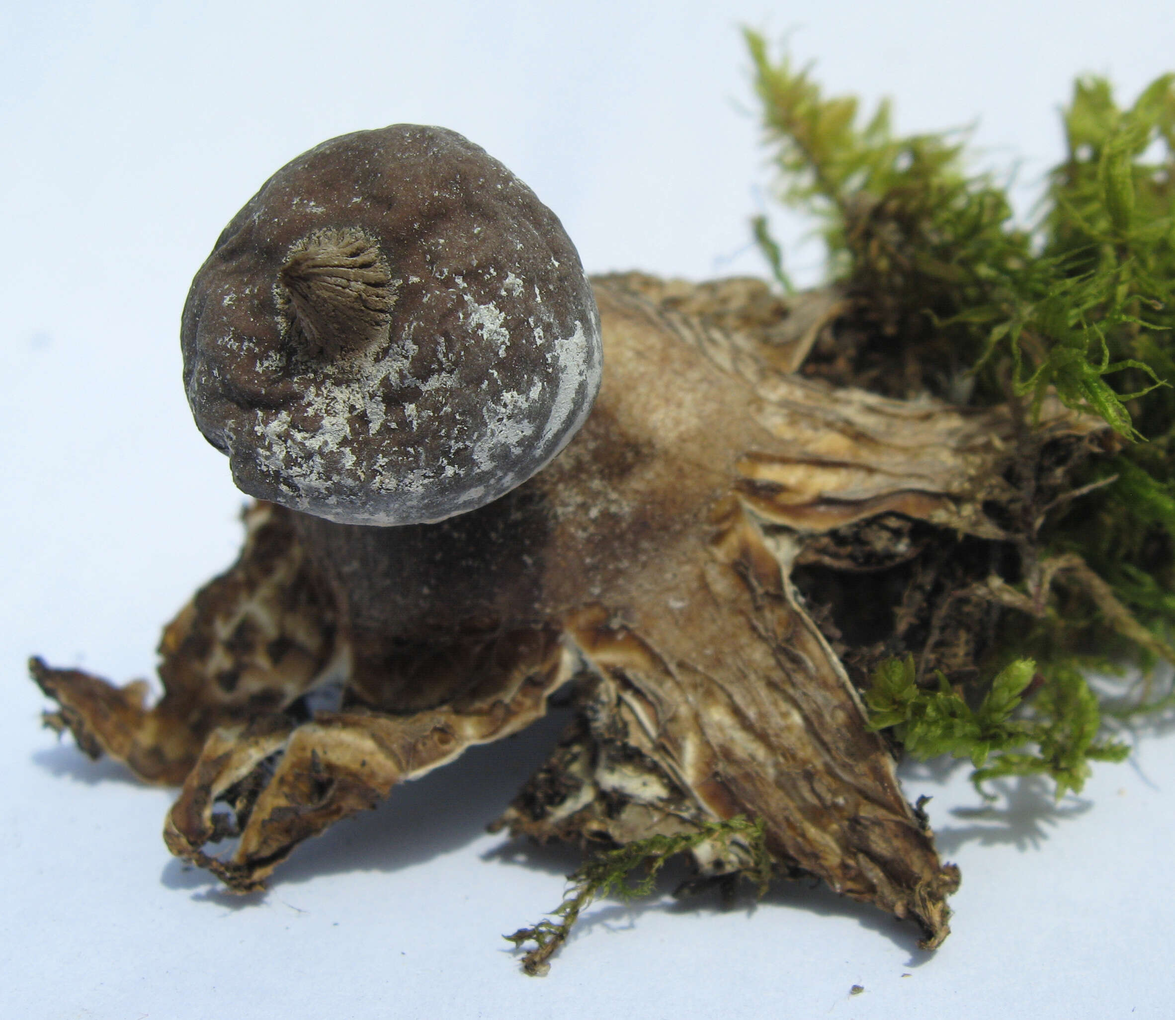 Image of Beaked Earthstar