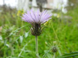 Galactites tomentosa Moench的圖片