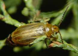 Image of Tamarisk leaf beetle