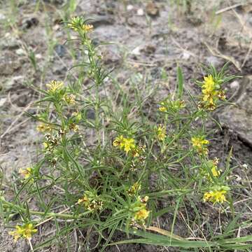 Imagem de Vahlia capensis (L. fil.) Thunb.