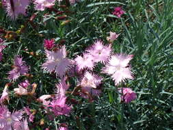 Image of feathered pink