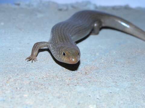 Image of Many-scaled Cylindrical Skink