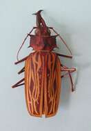 Image of Long-horned beetle