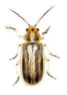 Image de Diorhabda carinulata