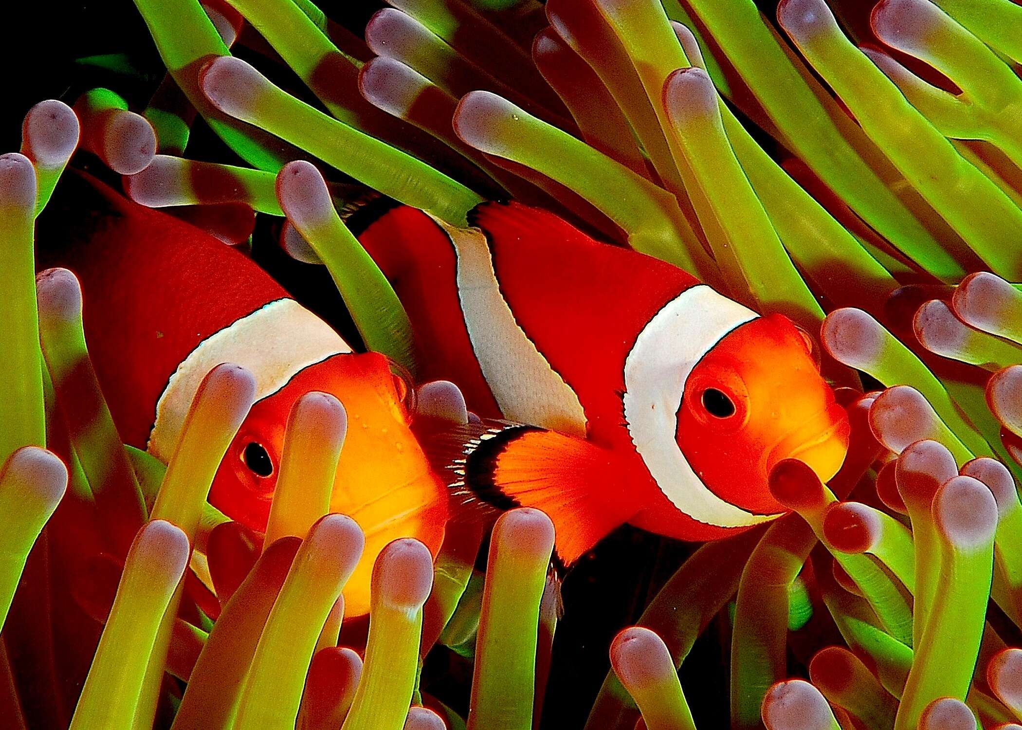 Image of Common clownfish