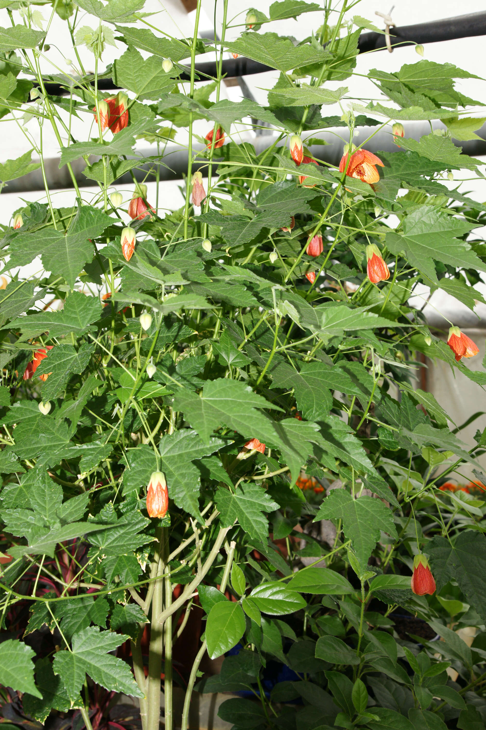 Image of Abutilon × hybridum