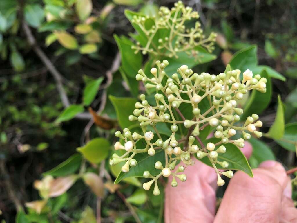 Image of Syzygium crebrinerve (C. T. White) L. A. S. Johnson