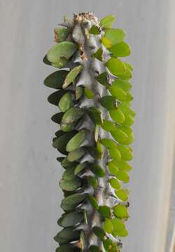 Image of Madagascan ocotillo