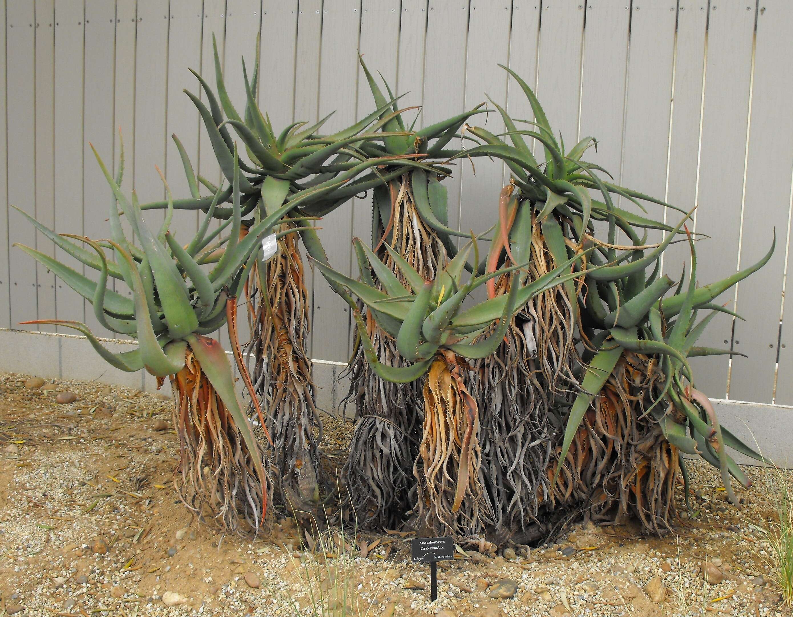Image of candelabra aloe