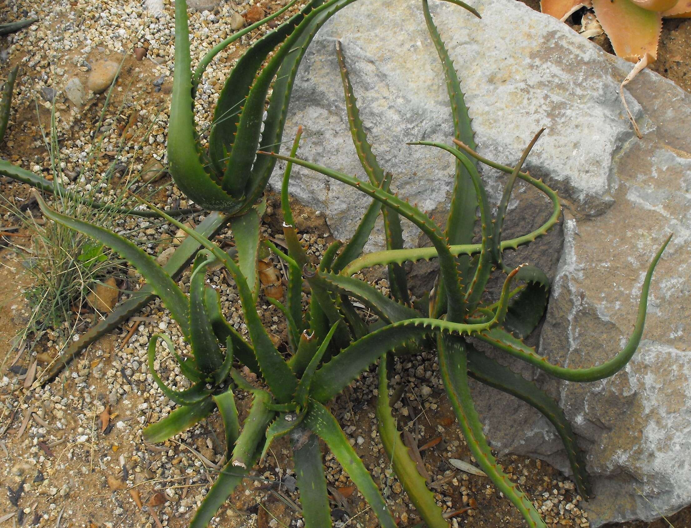 Image of Aloe camperi Schweinf.