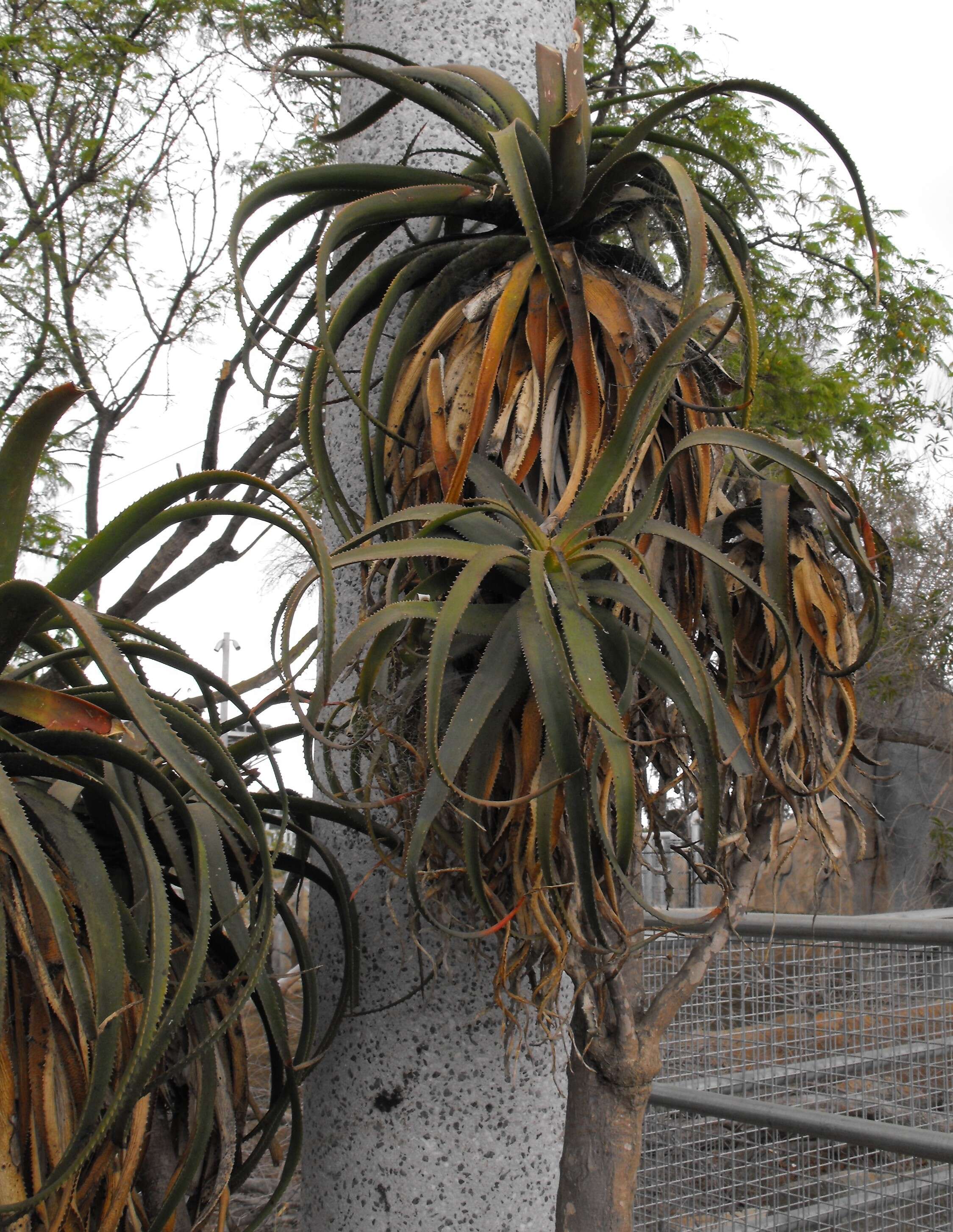 Image of Aloe pluridens Haw.