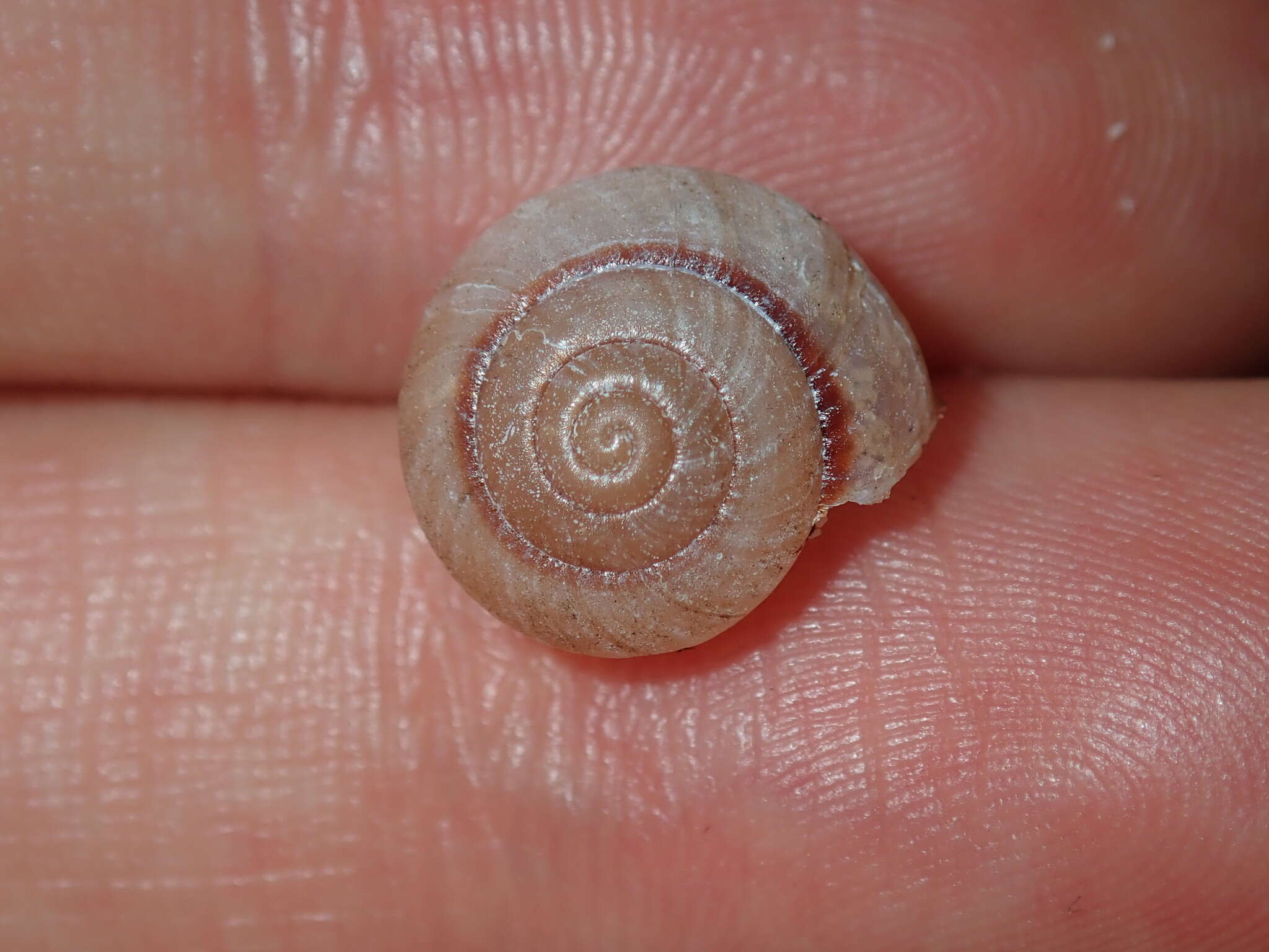 Image of Galadistes akubra Stanisic 2010