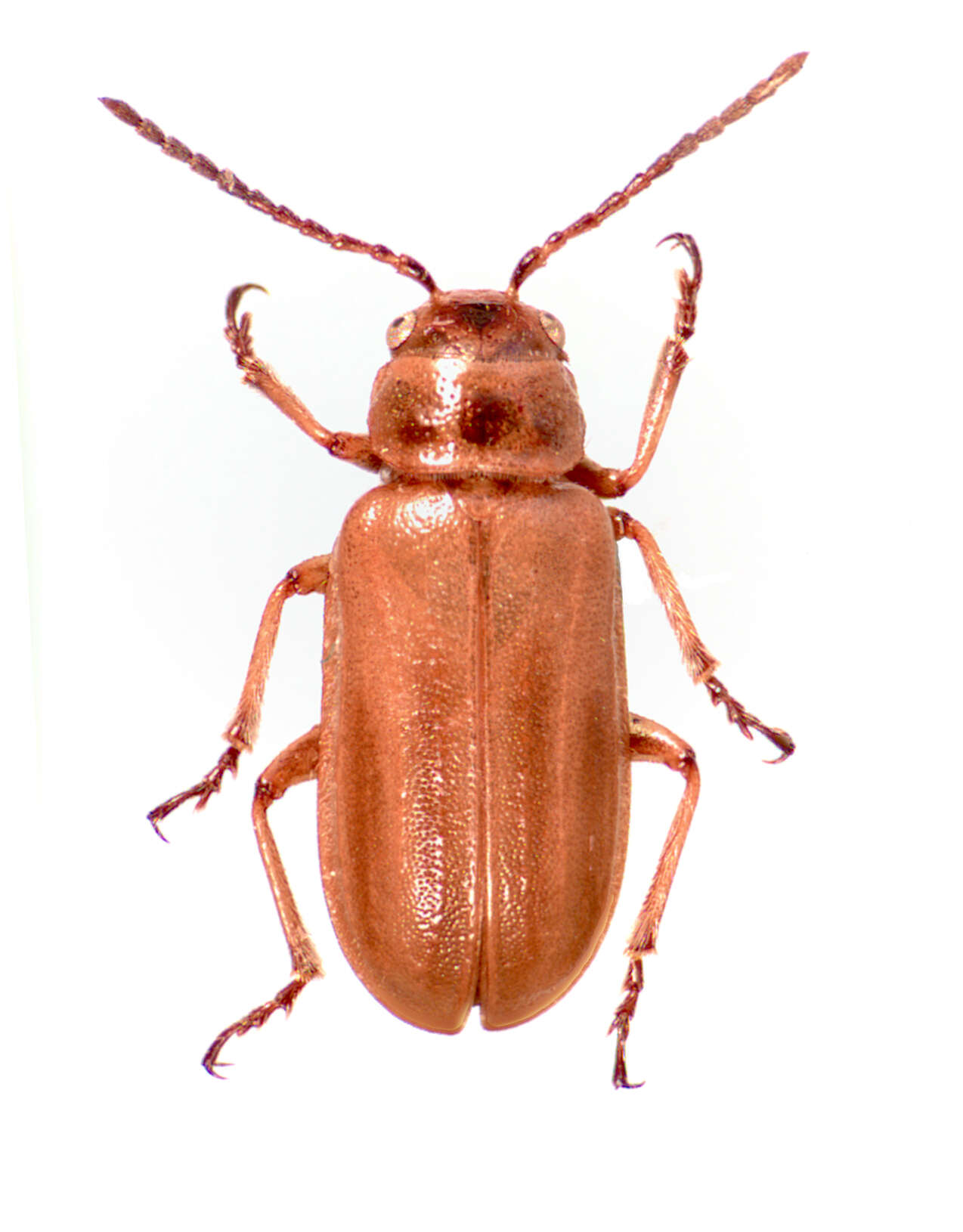 Image de Diorhabda meridionalis