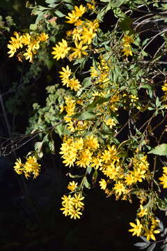 صورة Coreopsis petrophiloides B. L. Rob. & Greenm.