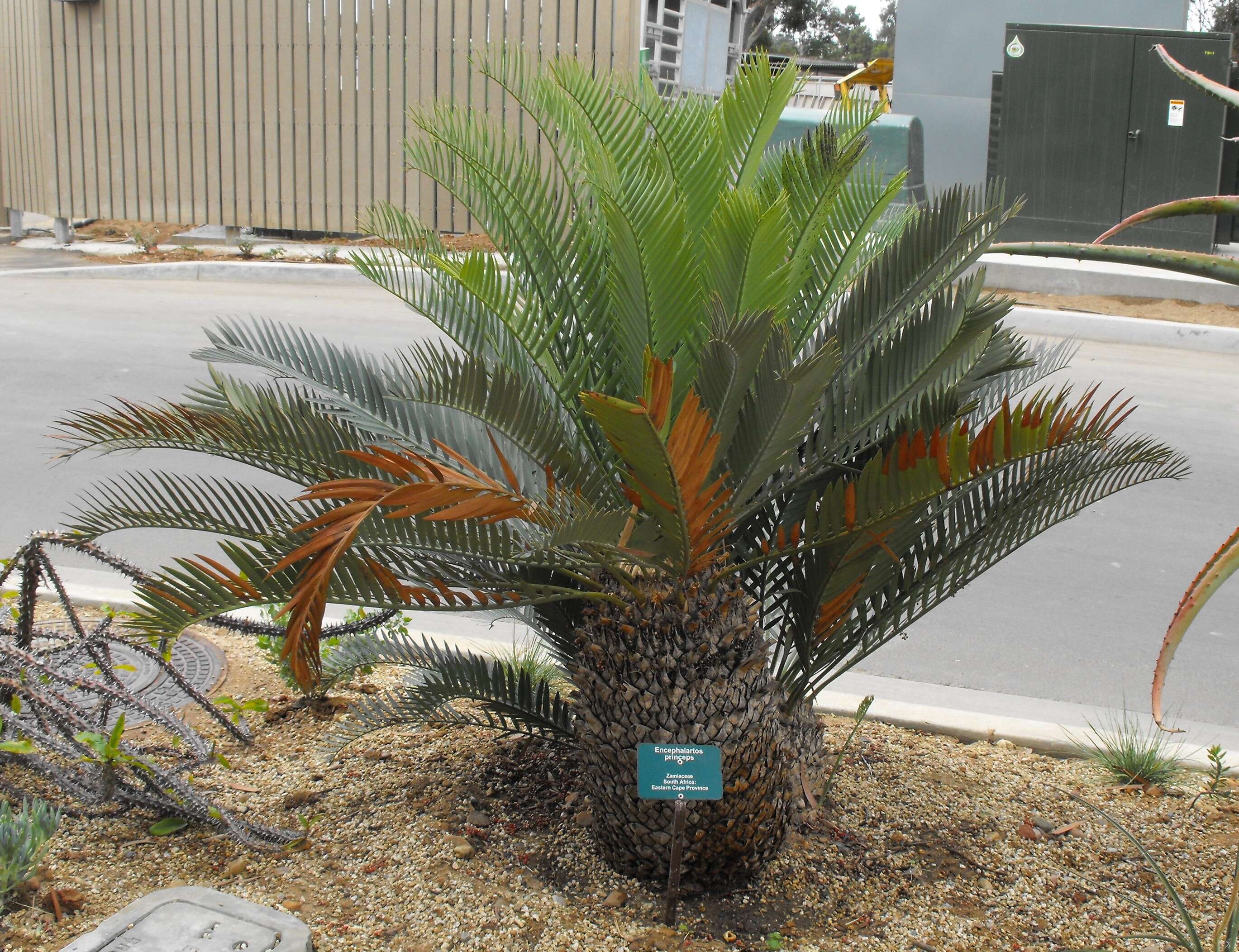 Image of Kei Cycad