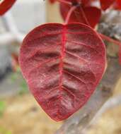 Image of Mexican shrubby spurge