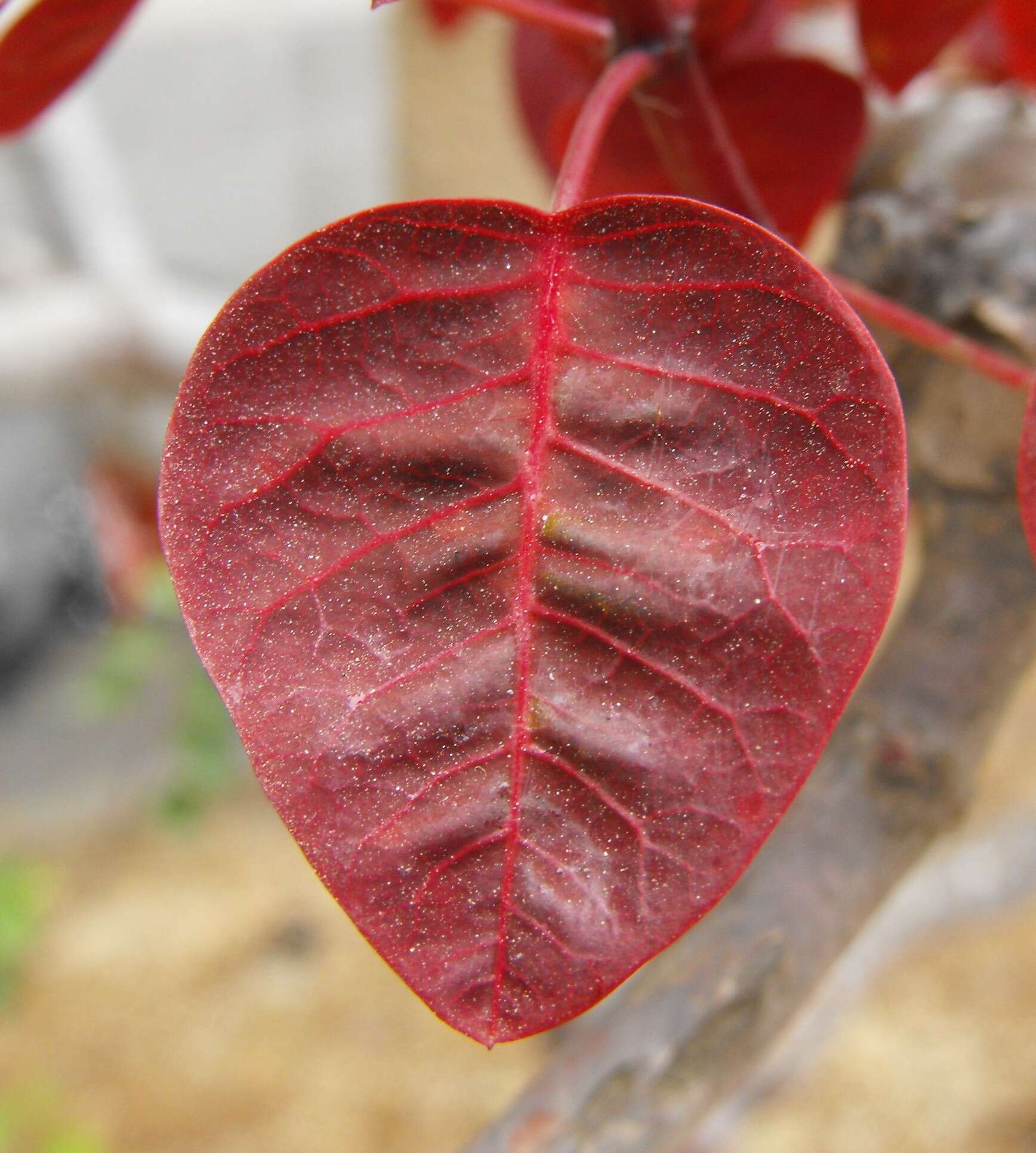 Image of Mexican shrubby spurge