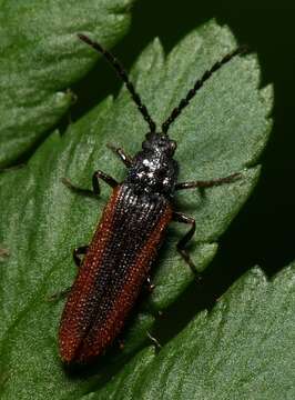 Image of Omalisus fontisbellaquaei Geoffroy ex Fourcroy 1785