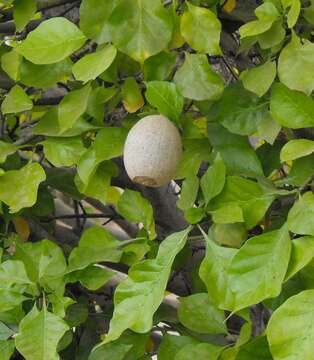 Image of Thunberg's gardenia