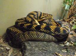 Image of Amethystine or scrub python