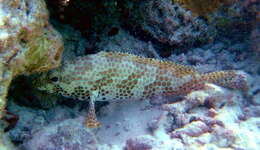 Epinephelus merra Bloch 1793 resmi