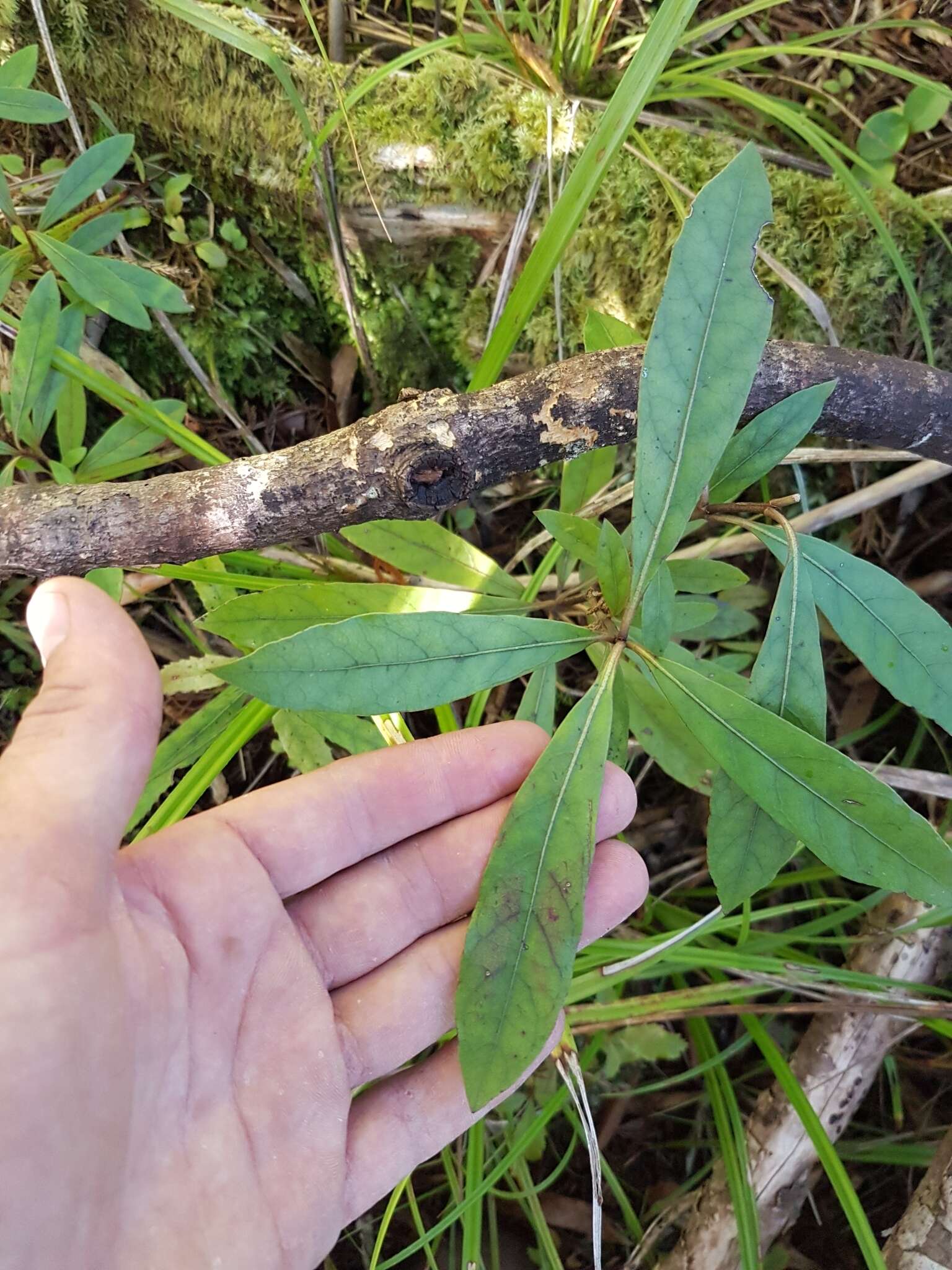 Imagem de Coprosma dodonaeifolia W. R. B. Oliv.