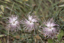 Image of hairy carnation