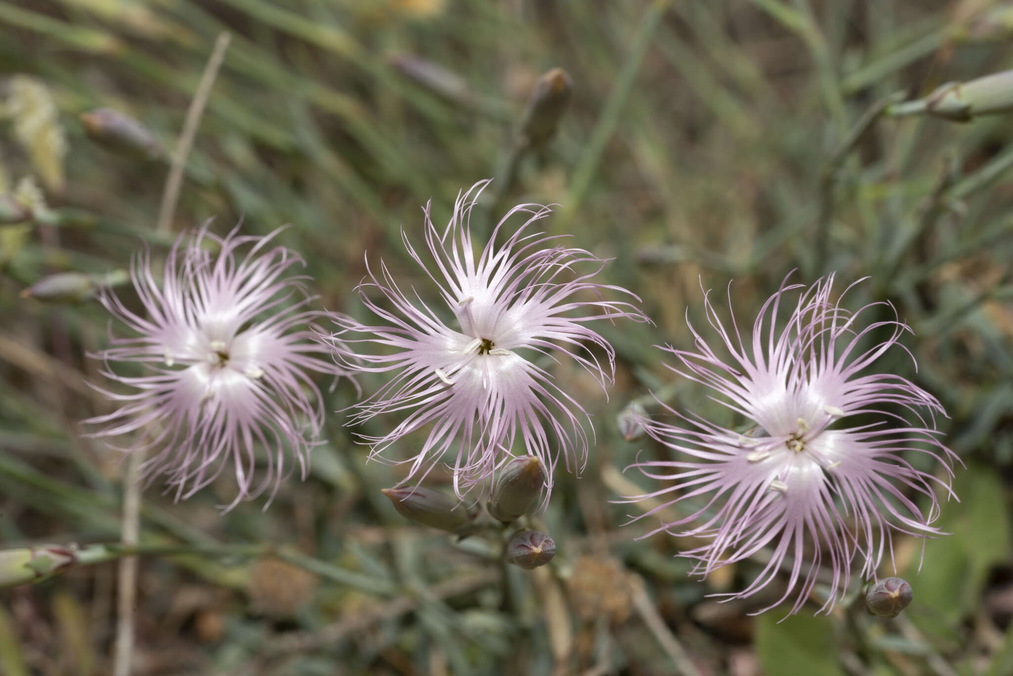 Image of hairy carnation