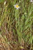 Image of Oxeye Daisy